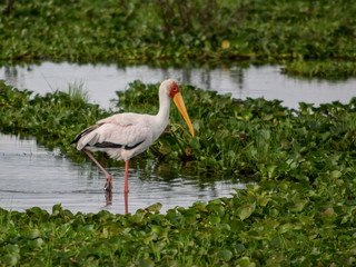 A lone yellow-billed stork at Lake Naivasha, Kenya