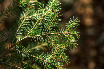 Dew drops on pine leaf in foreground ans selective focus