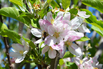 Abeja en flores del manzano