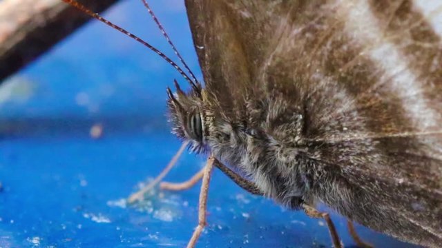 Borboleta macro