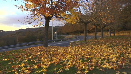 PARK IN AUTUMN WITH TREES AND LEAFS IN THE GROUND