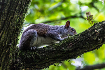 Squirrell on the tree