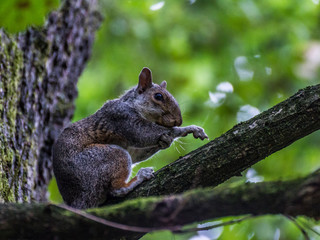 Squirrell on the tree
