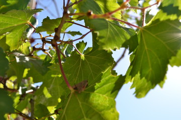 Fototapeta premium green leaves of a tree