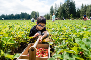 Young boy picking strawberries 
