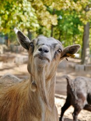 Ziege guckt keck