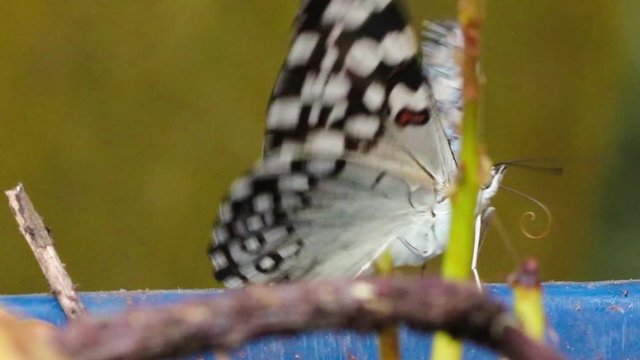 Borboleta macro