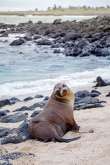 Fototapeta premium Beautiful peaceful sea lions sunbathing in a beach at the Galapagos Islands, Ecuador