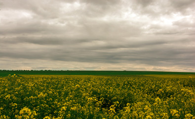 Canola field, landscape on a background of clouds. Canola biofuel.