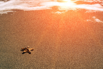 starfish on sea sandy beach. summer background.