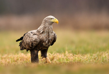 White tailed eagle (Haliaeetus albicilla)