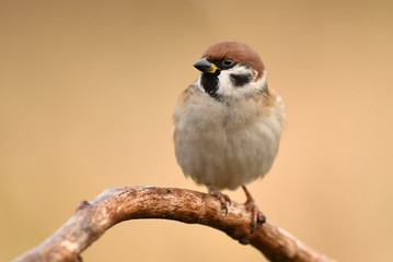 Tree sparrow (Passer montanus)