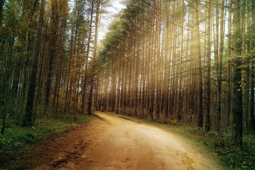 The sun's rays Shine along the trees nature.
