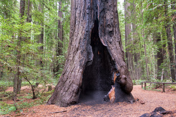 Burnt Redwood Tree