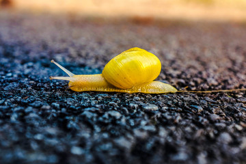 snail on the road