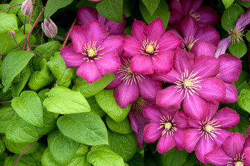 A cluster of colorful Clematis blossoms