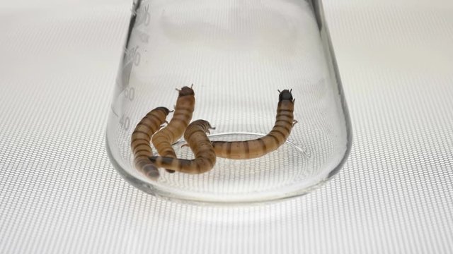 larvae of Zophobas morio beetle in vitro