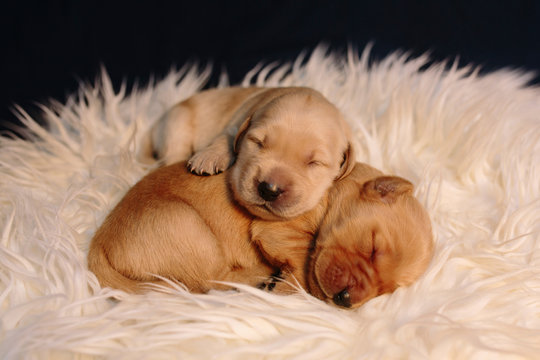 Close up of puppies sleeping on rug at home