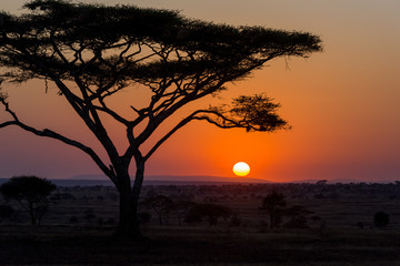 Sunrise in Serengeti