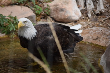 BALD EAGLE