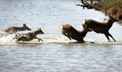 Herd Cervus nippon jumps over the river