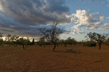 Feld auf Mallorca