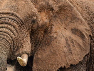 A portrait of an African Elephant at Samburu National Reserve, Kenya