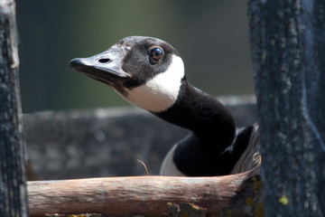 Canada Goose sitting in nesting boc