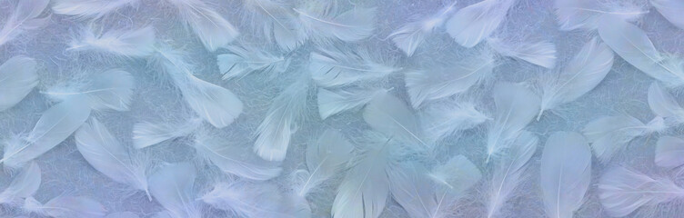Angelic Blue Feather Background Banner - random scattered white feathers against a rustic fibre...