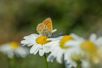 Orange and beige butterfly, Lycaena tityrus, sitting on yellow and white flower of marguerite, close up image, sunny summer day, blurry green background, copy space