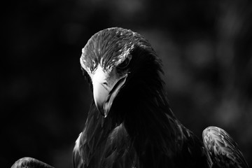 Australian Wedge Tailed Eagle Black and White Eagle Hawk Kite Bird of Prey Birds Portrait 