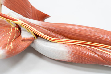 Muscles of the arm for anatomy education.