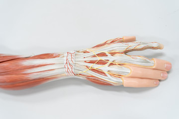 Obraz na płótnie Canvas Muscles of the palm hand for anatomy education.