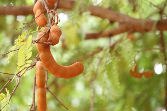 tamarind tree in tropical