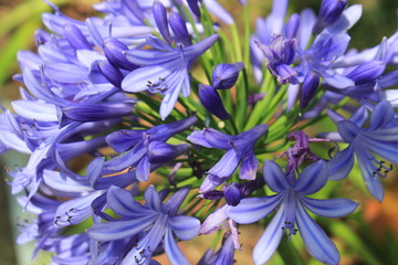 Agapanto, lirio africano, flor del amor (Agapanthus)