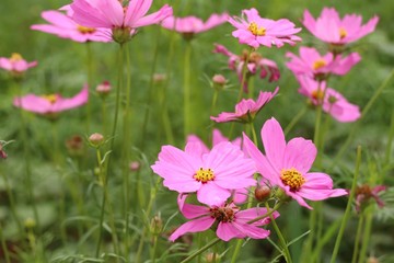 Cosmos flower in tropical