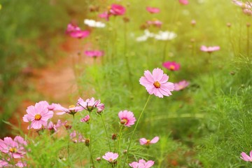 Fototapeta premium Cosmos flower in tropical