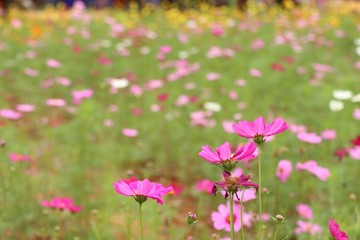 Cosmos flower in tropical