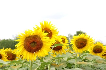 Sunflower field in tropical