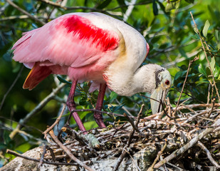 Roseate Spoonbill Building Nest