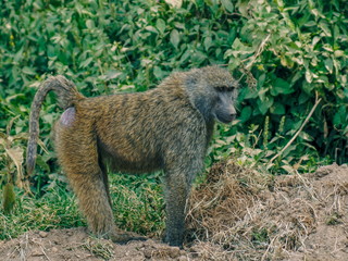 A male baboon at Lake Nakuru, Kenya