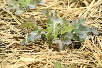 Early cabbage in farm