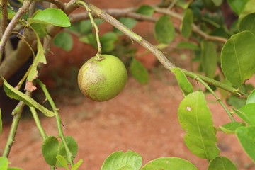 lemons tree in tropical