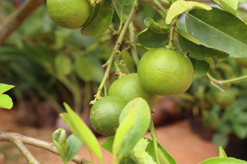 lemons tree in tropical