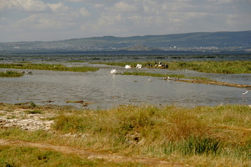 Colorful alage at the shores of Lake Nakuru, Rift Valley, Kenya