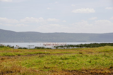 Fototapeta na wymiar Colorful alage at the shores of Lake Nakuru, Rift Valley, Kenya