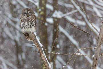 Barred Owl in winter