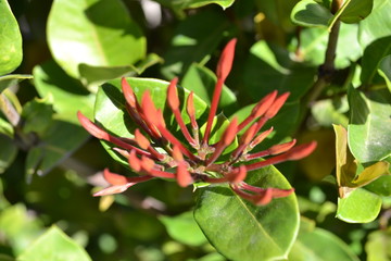 Obraz premium flower in garden
