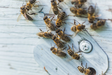 Many honey bees near entrance block, hive entrance block on a wooden white hive.