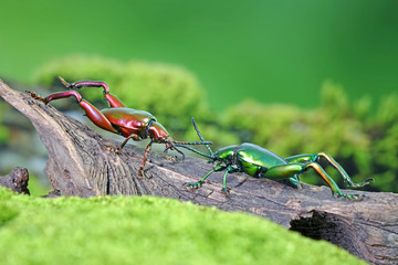 Big-legged or Frog-legged leaf beetle (Sagra femorata), Metallic color beetles from tropical rainforest of Thailand.